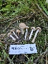  ( - FDS-CA-08078)  @11 [ ] by (2024) Mandy Hackney Fungal Diversity Survey