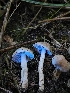  ( - FDS-CA-08078)  @11 [ ] by (2024) Mandy Hackney Fungal Diversity Survey