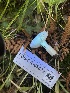  ( - FDS-CA-05872)  @11 [ ] by-nc (2024) Dean Lyons Fungal Diversity Survey