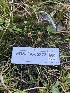  ( - FDS-CA-05873)  @11 [ ] by-nc (2024) Dean Lyons Fungal Diversity Survey