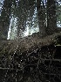  ( - FDS-CA-05882)  @11 [ ] by-nc (2024) Dean Lyons Fungal Diversity Survey