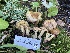  ( - FDS-CA-05883)  @11 [ ] by-nc (2024) Dean Lyons Fungal Diversity Survey