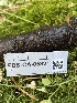  ( - FDS-CA-05821)  @11 [ ] by-nc (2024) Dean Lyons Fungal Diversity Survey