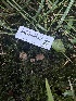  ( - FDS-CA-05810)  @11 [ ] by-nc (2024) Dean Lyons Fungal Diversity Survey