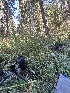  ( - FDS-CA-05810)  @11 [ ] by-nc (2024) Dean Lyons Fungal Diversity Survey