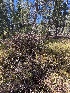 ( - FDS-CA-06911)  @11 [ ] by-nc (2024) Dean Lyons Fungal Diversity Survey