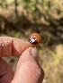  ( - FDS-CA-06911)  @11 [ ] by-nc (2024) Dean Lyons Fungal Diversity Survey