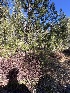  ( - FDS-CA-06915)  @11 [ ] by-nc (2024) Dean Lyons Fungal Diversity Survey