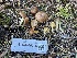  ( - FDS-CA-06926)  @11 [ ] by-nc (2024) Dean Lyons Fungal Diversity Survey