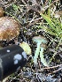  ( - FDS-CA-06926)  @11 [ ] by-nc (2024) Dean Lyons Fungal Diversity Survey