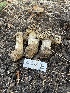  ( - FDS-CA-00847)  @11 [ ] by-nc (2024) Dean Lyons Fungal Diversity Survey