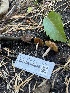  ( - FDS-CA-00845)  @11 [ ] by-nc (2024) Dean Lyons Fungal Diversity Survey