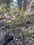  ( - FDS-CA-00845)  @11 [ ] by-nc (2024) Dean Lyons Fungal Diversity Survey