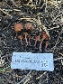  ( - FDS-CA-00872)  @11 [ ] by-nc (2024) Dean Lyons Fungal Diversity Survey