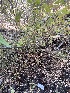  ( - FDS-CA-00872)  @11 [ ] by-nc (2024) Dean Lyons Fungal Diversity Survey