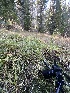  ( - FDS-CA-05812)  @11 [ ] by-nc (2024) Dean Lyons Fungal Diversity Survey