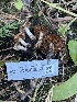  ( - FDS-CA-00853)  @11 [ ] by-nc (2024) Dean Lyons Fungal Diversity Survey