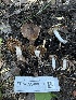  ( - FDS-CA-00857)  @11 [ ] by-nc (2024) Dean Lyons Fungal Diversity Survey