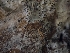  ( - FDS-CA-06876)  @11 [ ] by-nc (2024) Stu Pickell Fungal Diversity Survey