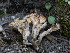  ( - FDS-CA-06870)  @11 [ ] by-nc (2024) Stu Pickell Fungal Diversity Survey