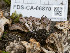  ( - FDS-CA-06870)  @11 [ ] by-nc (2024) Stu Pickell Fungal Diversity Survey