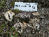  (Clavulina sp. PNW10 - FDS-CA-06870)  @11 [ ] by-nc (2024) Stu Pickell Fungal Diversity Survey