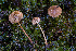  (Conocybe sp. michiganensis-PNW05 - FDS-CA-05810)  @11 [ ] by-nc (2024) Dean Lyons Fungal Diversity Survey