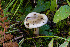  ( - FDS-CA-05872)  @11 [ ] by-nc (2024) Dean Lyons Fungal Diversity Survey