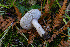  ( - FDS-CA-05872)  @11 [ ] by-nc (2024) Dean Lyons Fungal Diversity Survey