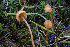  ( - FDS-CA-05873)  @11 [ ] by-nc (2024) Dean Lyons Fungal Diversity Survey