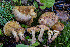  ( - FDS-CA-05883)  @11 [ ] by-nc (2024) Dean Lyons Fungal Diversity Survey