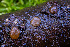  ( - FDS-CA-05821)  @11 [ ] by-nc (2024) Dean Lyons Fungal Diversity Survey