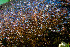  (Orbilia sp. CA01 - FDS-CA-05822)  @11 [ ] by-nc (2024) Dean Lyons Fungal Diversity Survey