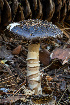  (Amanita sp. AZ29 - FDS-CA-05811)  @11 [ ] by-nc (2024) Dean Lyons Fungal Diversity Survey