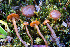  (Galerina sp. vittiformis-PNW11 - FDS-CA-06911)  @11 [ ] by-nc (2024) Dean Lyons Fungal Diversity Survey