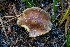  ( - FDS-CA-06915)  @11 [ ] by-nc (2024) Dean Lyons Fungal Diversity Survey