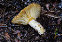  ( - FDS-CA-06915)  @11 [ ] by-nc (2024) Dean Lyons Fungal Diversity Survey