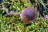  ( - FDS-CA-06916)  @11 [ ] by-nc (2024) Dean Lyons Fungal Diversity Survey