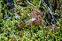  (Hebeloma paludicola - FDS-CA-06916)  @11 [ ] by-nc (2024) Dean Lyons Fungal Diversity Survey