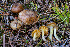  ( - FDS-CA-06926)  @11 [ ] by-nc (2024) Dean Lyons Fungal Diversity Survey