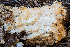  ( - FDS-CA-00844)  @11 [ ] by-nc (2024) Dean Lyons Fungal Diversity Survey