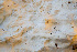  ( - FDS-CA-00844)  @11 [ ] by-nc (2024) Dean Lyons Fungal Diversity Survey