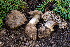  (Tricholoma atroviolaceum - FDS-CA-00847)  @11 [ ] by-nc (2024) Dean Lyons Fungal Diversity Survey