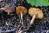  ( - FDS-CA-00845)  @11 [ ] by-nc (2024) Dean Lyons Fungal Diversity Survey