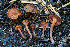  ( - FDS-CA-00872)  @11 [ ] by-nc (2024) Dean Lyons Fungal Diversity Survey