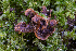  ( - FDS-CA-05812)  @11 [ ] by-nc (2024) Dean Lyons Fungal Diversity Survey
