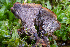  ( - FDS-CA-05812)  @11 [ ] by-nc (2024) Dean Lyons Fungal Diversity Survey