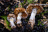  (Cortinarius sp. PNW88 - FDS-CA-00853)  @11 [ ] by-nc (2024) Dean Lyons Fungal Diversity Survey