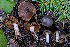  ( - FDS-CA-00857)  @11 [ ] by-nc (2024) Dean Lyons Fungal Diversity Survey