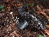  ( - FDS-CA-08061)  @11 [ ] by (2024) Mandy Hackney Fungal Diversity Survey